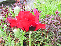 Papaver%20orientale%20Beauty%20Of%20Livermere%2003.JPG