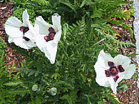 Papaver%20orientale%20Royal%20Wedding%2001.JPG