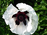 Papaver%20orientale%20Royal%20Wedding%2002.jpg