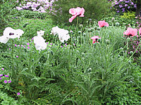 Papaver%20orientale%20Royal%20Wedding%2003.JPG