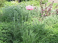 Papaver%20orientale%20Royal%20Wedding%2004.jpg