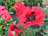 Papaver%20orientale%20Tuerkenlouis%2001.JPG