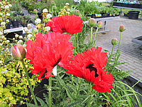 Papaver%20orientale%20Tuerkenlouis%2002.JPG