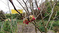 Parrotia%20persica%20-%20Bluetenmacro%2001.JPG