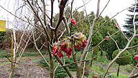 Parrotia%20persica%20-%20Bluetenmacro%2002.JPG
