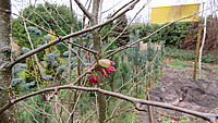 Parrotia%20persica%20-%20Bluetenmacro%2003.JPG