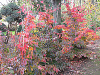 Parrotia%20persica%2001%20Herbstfaerbung%2001.JPG