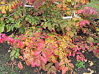 Parrotia%20persica%2002%20Herbst.JPG
