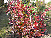 Parrotia%20persica%2002%20Herbstfaerbung%2010.JPG