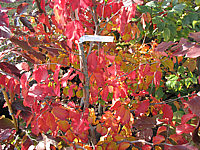 Parrotia%20persica%2003%20Herbstfaerbung%2010%20nah.JPG