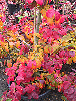 Parrotia%20persica%2003.jpg