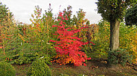 Parrotia%20persica%2006.JPG