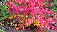 Parrotia%20persica%2007.JPG