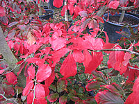 Parrotia%20persica%2008.JPG