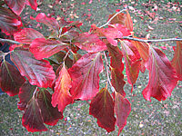 Parrotia%20persica%2009.JPG