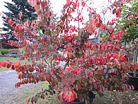 Parrotia%20persica%2010.JPG