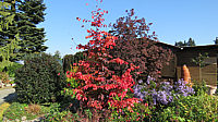 Parrotia%20persica%20Vanessa%2001%20Herbst%20002.JPG