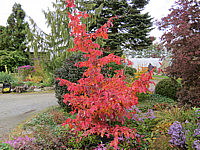 Parrotia%20persica%20Vanessa%2004%20Herbst%20003.JPG