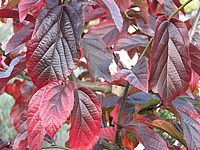 Parrotia%20persica%20Vanessa%2005%20Herbst-nah.JPG