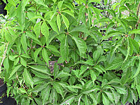 Parthenocissus%20quinquefolia%20Engelmannii%20-%20Blattwerk.jpg