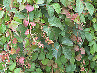 Parthenocissus%20tricuspidata%20Veitchii%20-%20Blattwerk.jpg