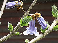 Paulownia%20tomentosa%20-%20Bluetenmacro%2001.JPG