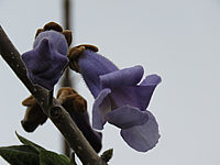 Paulownia%20tomentosa%20-%20Bluetenmacro%2003.JPG