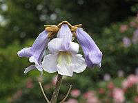 Paulownia%20tomentosa%20-%20Bluetenmacro%2004.JPG