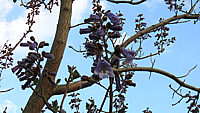 Paulownia%20tomentosa%20008%20Blueten%20nah%20knospig.JPG
