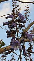 Paulownia%20tomentosa%20009%20Bluete%20nah%20knospig.JPG