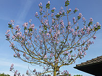 Paulownia%20tomentosa%2001%20bluehender%20Jungbaum.JPG