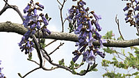 Paulownia%20tomentosa%20010%20Blueten%20nah.JPG