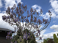 Paulownia%20tomentosa%20011.JPG