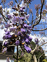 Paulownia%20tomentosa%20012%20Bluete%20nah.JPG
