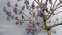 Paulownia%20tomentosa%20013.JPG