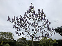 Paulownia%20tomentosa%20014.JPG