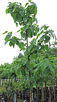 Paulownia%20tomentosa%20016%20(fortunei)%20H%2020-25.JPG