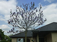 Paulownia%20tomentosa%2002%20bluehender%20Jungbaum.JPG
