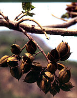 Paulownia%20tomentosa%20Fruechte.jpg