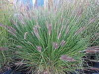 Pennisetum%20alopecuroides%20-%20Sol%201.JPG