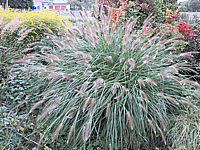 Pennisetum%20alopecuroides%20-%20Solitaer.JPG