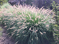 Pennisetum%20alopecuroides%2001.JPG