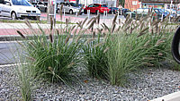 Pennisetum%20alopecuroides%20Hameln%2002.JPG