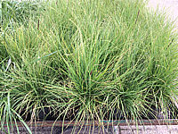 Pennisetum%20setaceum%20Pegasus.JPG