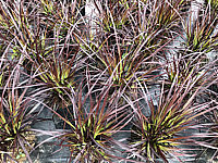 Pennisetum%20setaceum%20Rubrum%2002.JPG