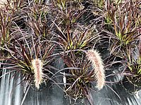 Pennisetum%20setaceum%20Rubrum%2003.JPG