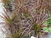 Pennisetum%20setaceum%20Rubrum%2004.JPG