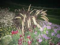 Pennisetum%20setaceum%20Rubrum%2005.JPG