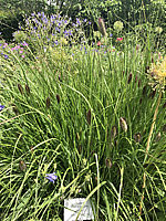 Pennisetum%20thunbergii%20Red%20Buttons%20001.JPG