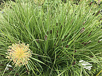 Pennisetum%20thunbergii%20Red%20Buttons%20002.JPG